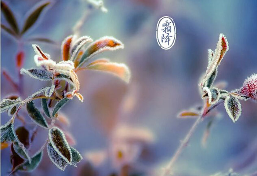  秋意濃、寒氣重、霜降至、重陽到